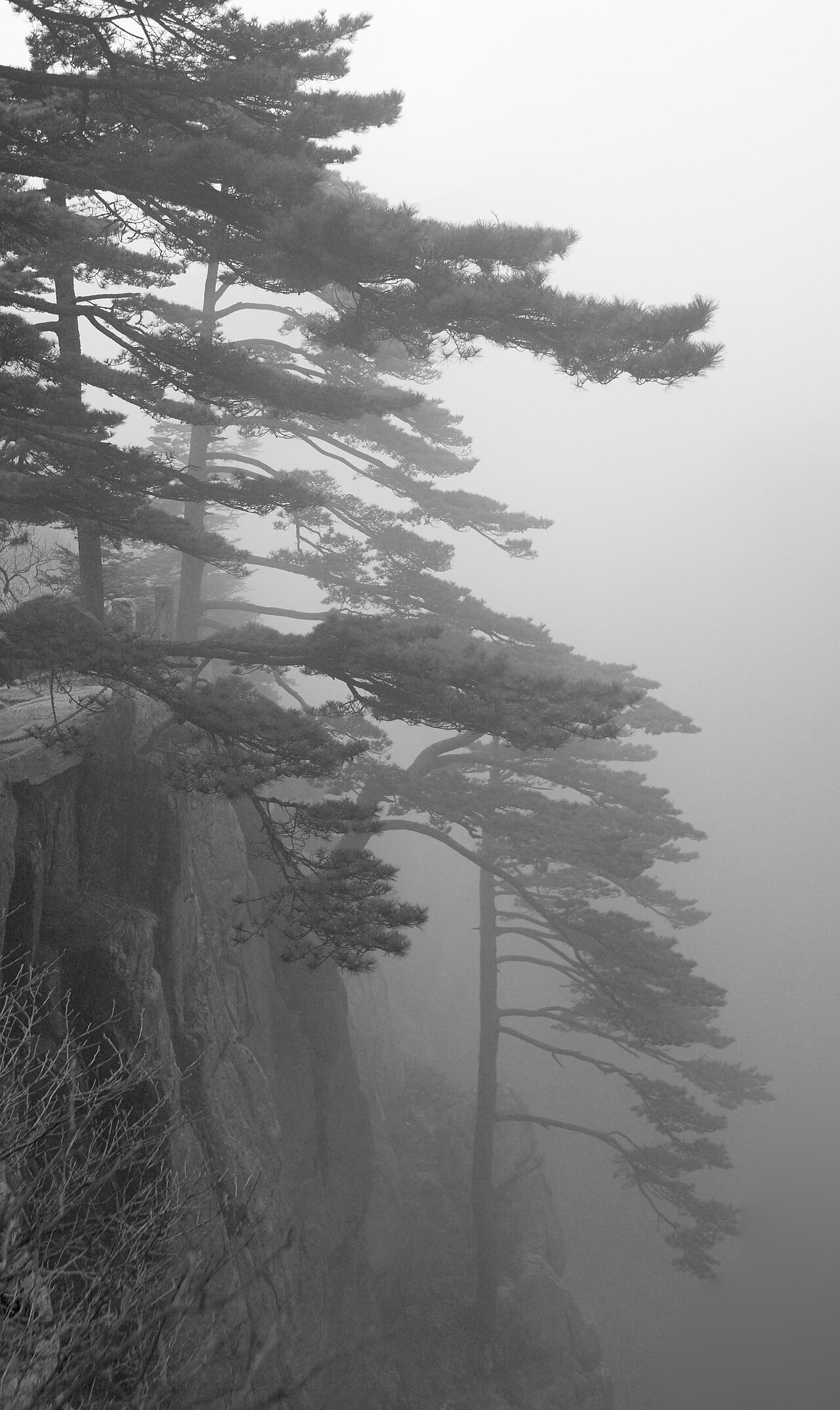 黄山峰林与云雾